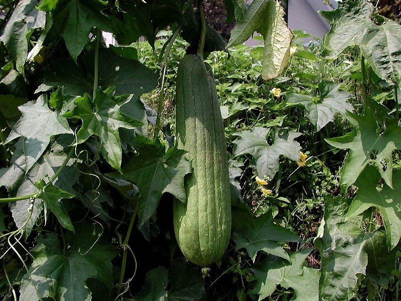 Bitter gourd (1 cup)