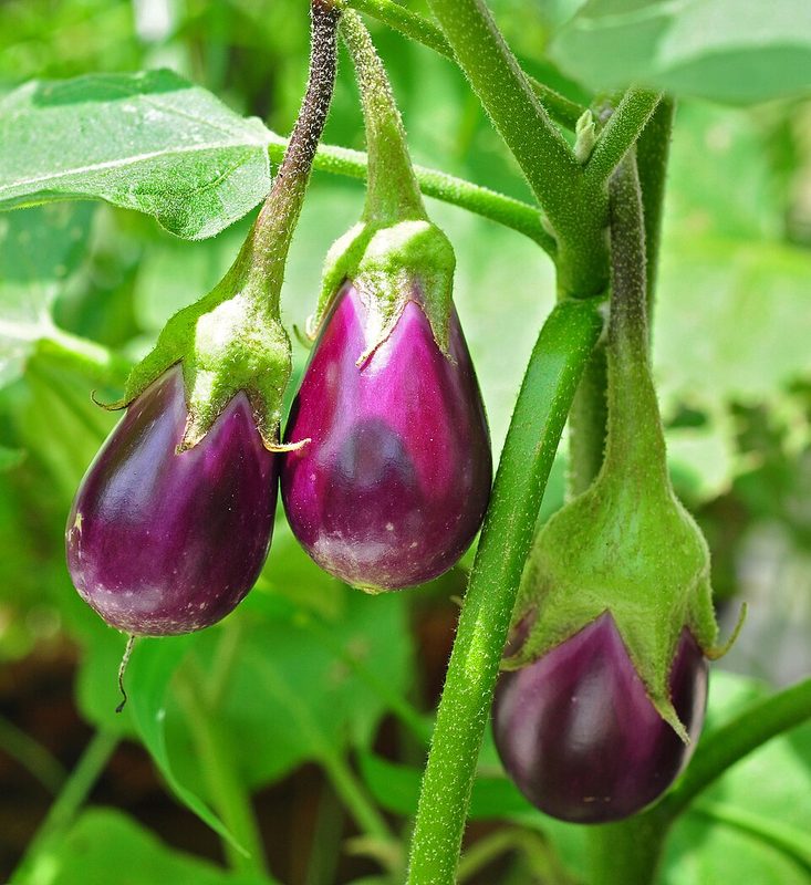 Eggplant (1 cup)