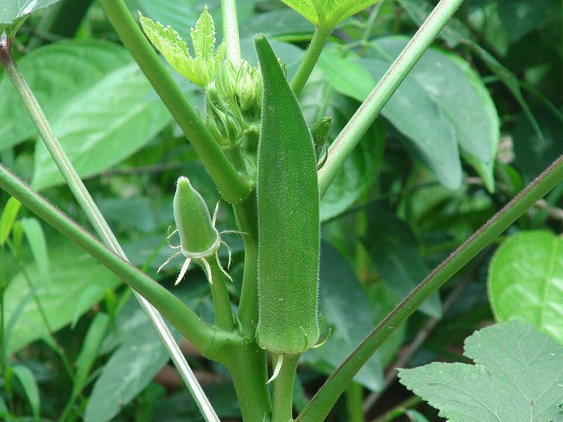 Lady finger / okra (1 cup)