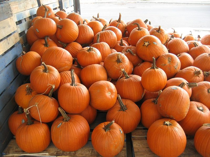 Pumpkin (1 cup)