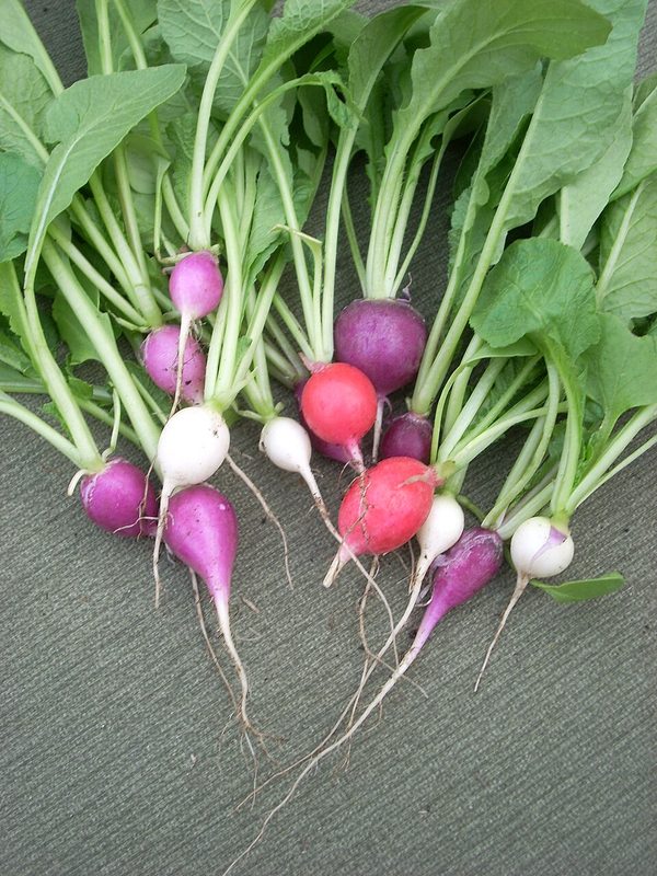 Radish (1 cup)